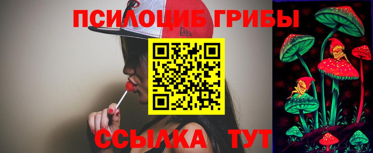 Галлюциногенные грибы Psilocybe Славгород